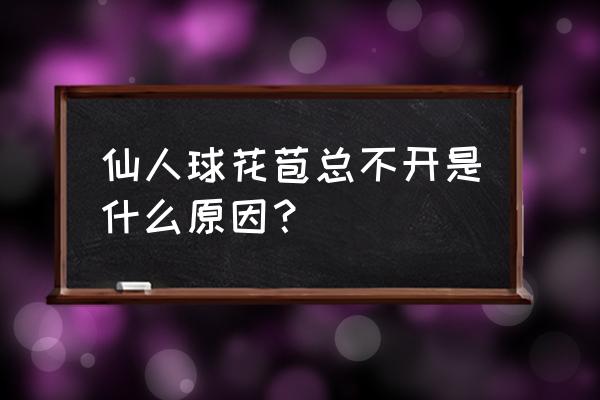 我的仙人球怎么不开花 仙人球花苞总不开是什么原因？