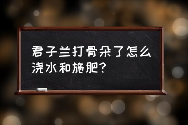 君子兰刚出花蕾时啥肥 君子兰打骨朵了怎么浇水和施肥？