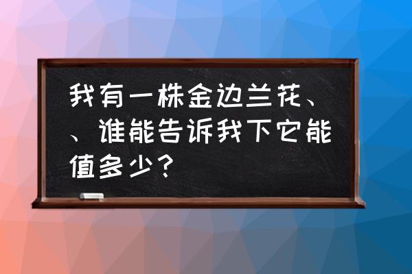 金边木兰花多少钱 我有一株金边兰花、、谁能告诉我下它能值多少？