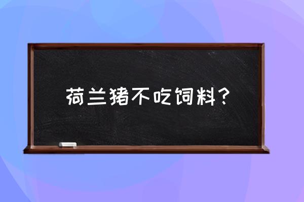 荷兰猪吃饲料吗 荷兰猪不吃饲料？