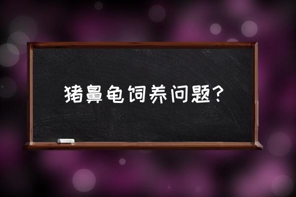 猪鼻龟把哪种猪鼻龟饲料好 猪鼻龟饲养问题？