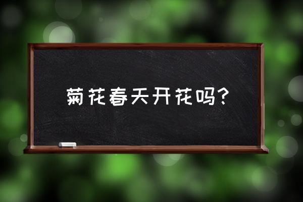 菊花是春季开花吗 菊花春天开花吗？