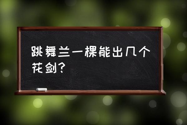 一株兰花有几个花剑 跳舞兰一棵能出几个花剑？