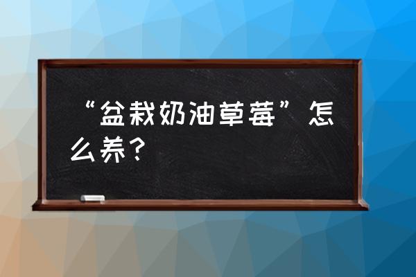 奶油草莓盆栽怎么种植 “盆栽奶油草莓”怎么养？