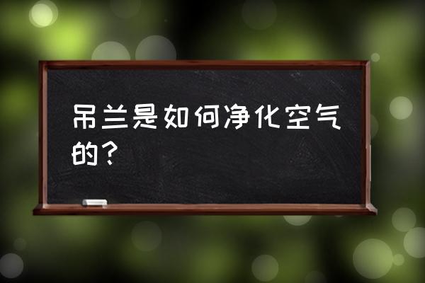 朱兰花净化空气吗 吊兰是如何净化空气的？