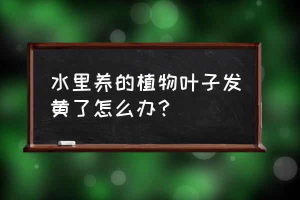 水培植物发黄怎么回事 水里养的植物叶子发黄了怎么办？