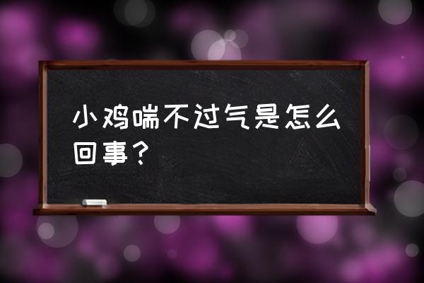 鸡得了传染性支气管炎怎么治 小鸡喘不过气是怎么回事？