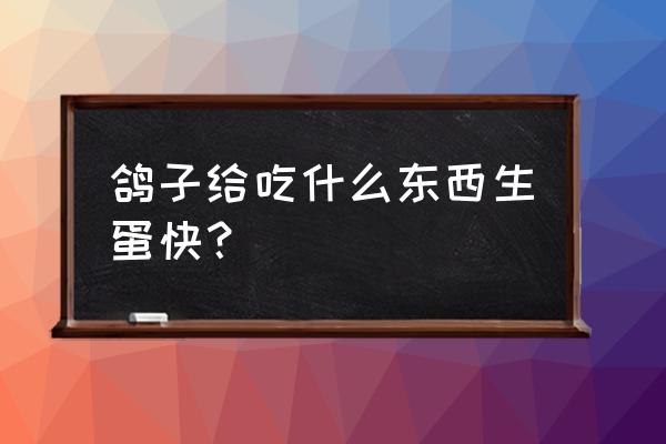 竹豆的功效与作用 鸽子给吃什么东西生蛋快？