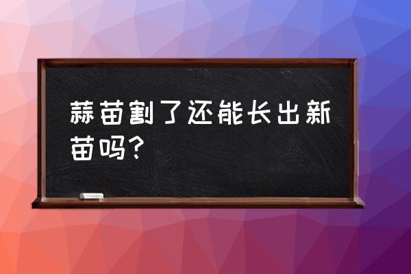 种蒜苗可以直接剪掉根部种植吗 蒜苗割了还能长出新苗吗？