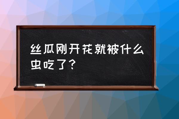 长期吃丝瓜有什么好处和坏处 丝瓜刚开花就被什么虫吃了？