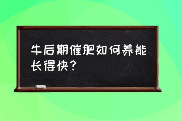 吃什么催肥最快最有效 牛后期催肥如何养能长得快？