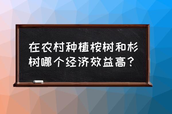 种植什么树木收益最好 在农村种植桉树和杉树哪个经济效益高？