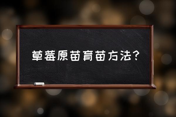 种草莓籽的方法 草莓原苗育苗方法？