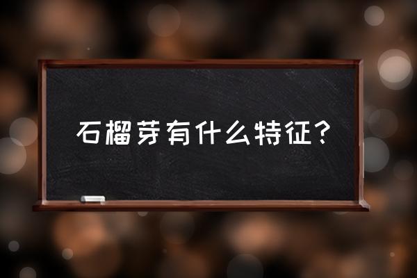 描写石榴的外貌和特点 石榴芽有什么特征？