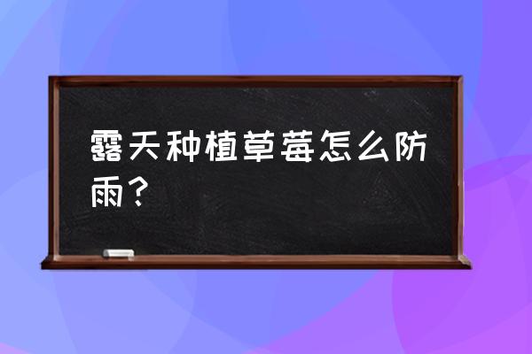 南方露天草莓如何防雨 露天种植草莓怎么防雨？