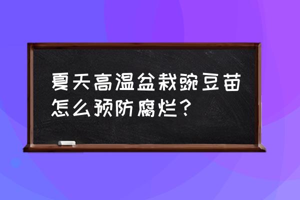 香豌豆盆栽 夏天高温盆栽豌豆苗怎么预防腐烂？