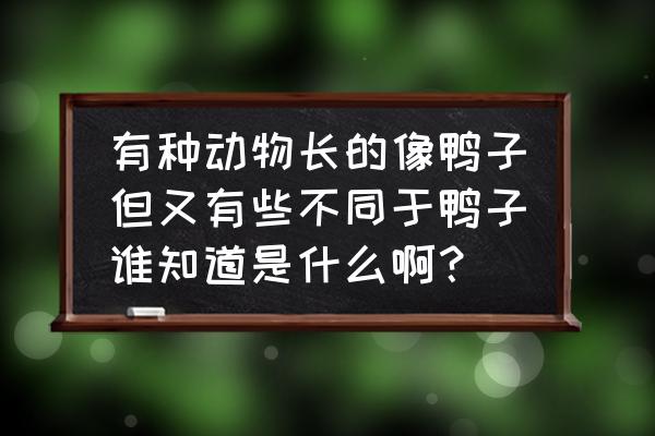 红嘴雁是鸭子还是鹅 有种动物长的像鸭子但又有些不同于鸭子谁知道是什么啊？