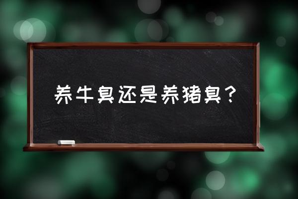 猪场臭味含有哪些成分 养牛臭还是养猪臭？