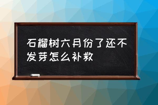 石榴树移栽15天还没有发芽 石榴树六月份了还不发芽怎么补救