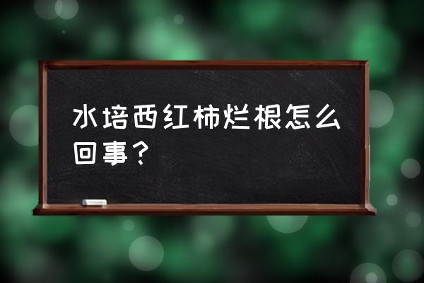 新买的西红柿烂根需要洗根吗 水培西红柿烂根怎么回事？