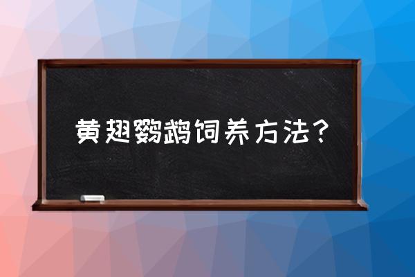 环世界如何给动物喂饲料 黄翅鹦鹉饲养方法？