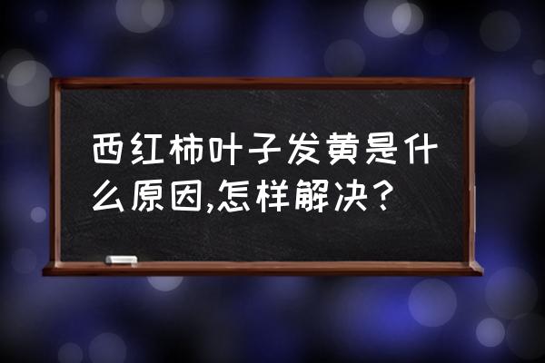 西红柿烂叶烂果烂根处理妙招 西红柿叶子发黄是什么原因,怎样解决？