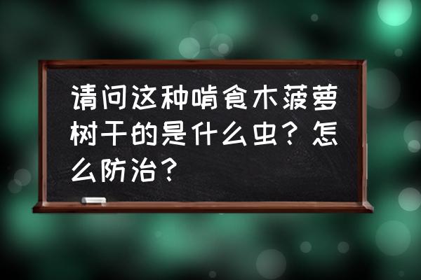 世界上最大的钢丝虫 请问这种啃食木菠萝树干的是什么虫？怎么防治？