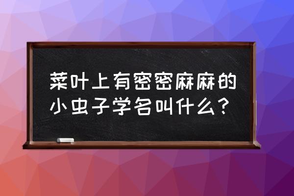 治菜长小腻虫的小妙招 菜叶上有密密麻麻的小虫子学名叫什么？