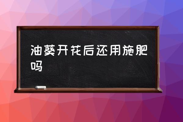 油葵怎么种植才能增产 油葵开花后还用施肥吗