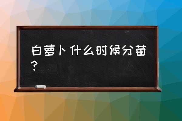 萝卜定苗最佳时间 白萝卜什么时候分苗？