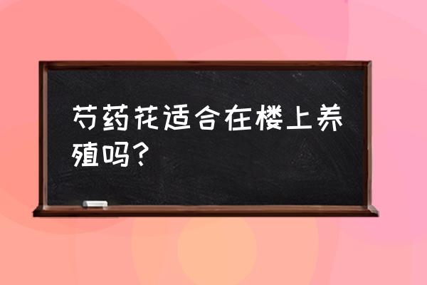 芍药养殖的正确方法 芍药花适合在楼上养殖吗？