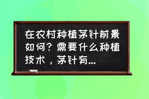 野花种子盆栽育苗 在农村种植茅针前景如何？需要什么种植技术，茅针有什么用处？