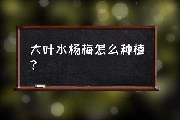 杨梅种植技术教程 大叶水杨梅怎么种植？