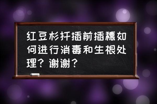 扦插的红豆杉如何判断已经生根 红豆杉扦插前插穗如何进行消毒和生根处理？谢谢？