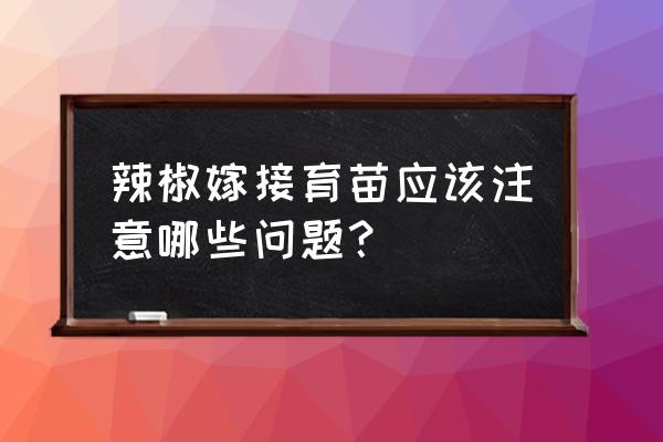 嫁接多年生辣椒教程 辣椒嫁接育苗应该注意哪些问题？