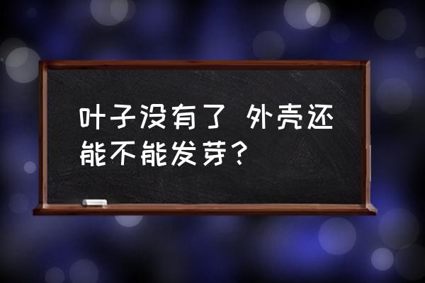 叶子没有了 外壳还能不能发芽？