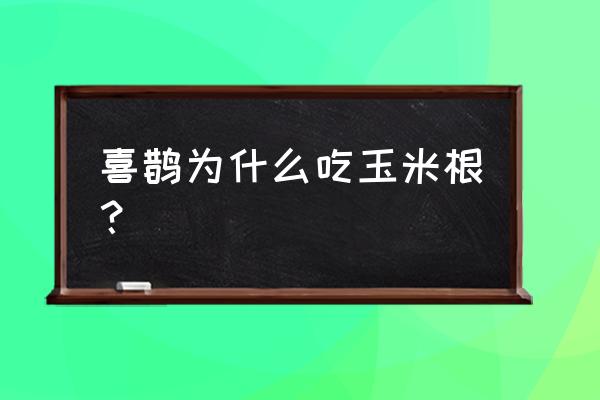 鸟吃刚出芽的玉米怎么办 喜鹊为什么吃玉米根？