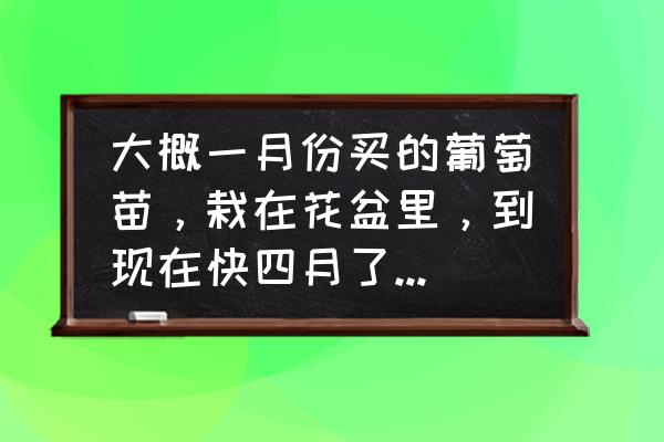 葡萄苗第一年没有长好怎么办 大概一月份买的葡萄苗，栽在花盆里，到现在快四月了，还没有一点动静，没发芽，到底有没有活呢？