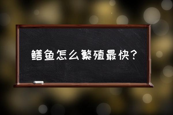 捕野生鳝鱼有什么技巧 鳝鱼怎么繁殖最快？