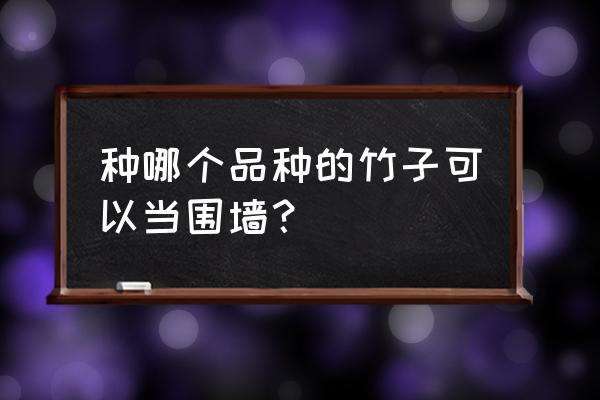 自制高档竹篱笆栅栏1米5高 种哪个品种的竹子可以当围墙？