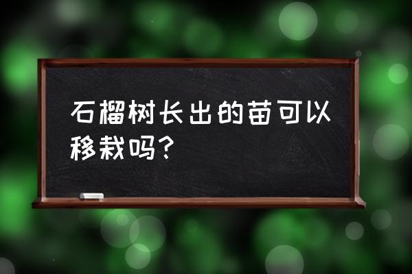 移栽石榴树老桩的正确方法 石榴树长出的苗可以移栽吗？