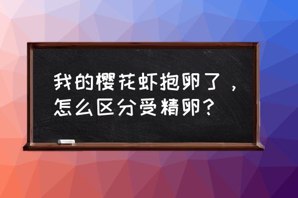 樱花虾孵化后怎么养 我的樱花虾抱卵了，怎么区分受精卵？