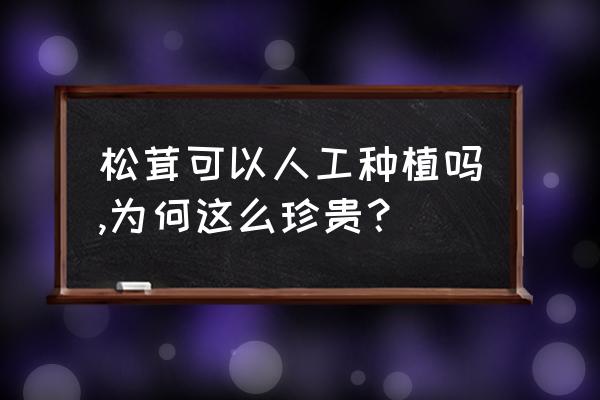 松菌可以人工种植吗怎样种植 松茸可以人工种植吗,为何这么珍贵？