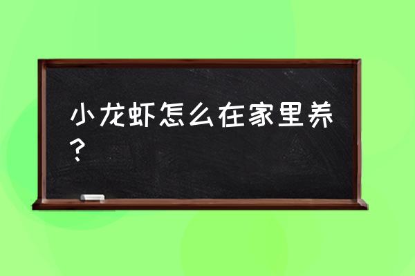 开一家小龙虾店需要注意什么 小龙虾怎么在家里养？