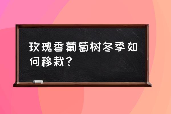 冬天能移栽葡萄苗吗 玫瑰香葡萄树冬季如何移栽？