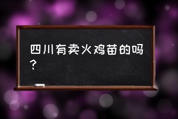 刚到家的火鸡苗怎么养 四川有卖火鸡苗的吗？