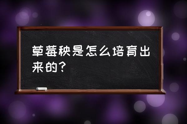 种草莓前需要准备哪些东西 草莓秧是怎么培育出来的？