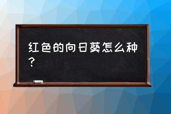 向日葵的最佳种植方法 红色的向日葵怎么种？