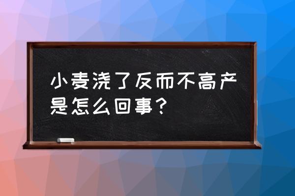 小麦高产栽培措施 小麦浇了反而不高产是怎么回事？