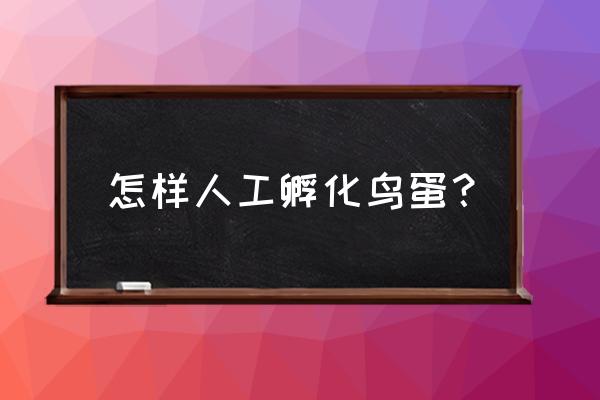 最简单人工孵鸟蛋方法不用灯 怎样人工孵化鸟蛋？